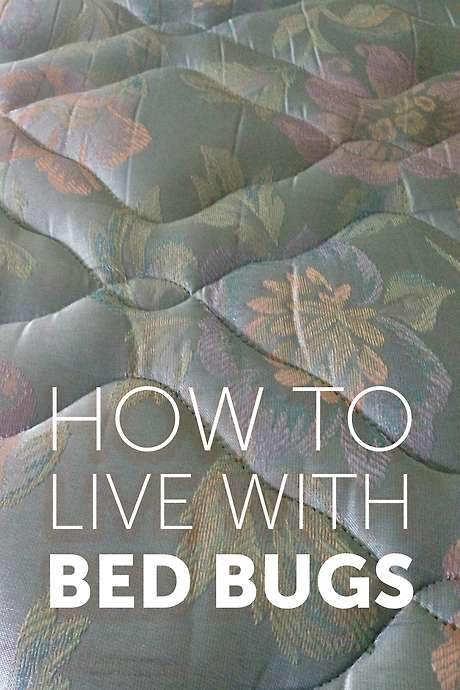 How to Live with Bed Bugs